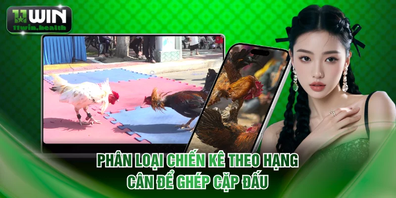 Đá Gà Thomo Là Gì? Đấu Trường Sinh Tử Chỉ Có Tại 11WIN 2 Phân loại chiến kê theo hạng cân để ghép cặp đấu